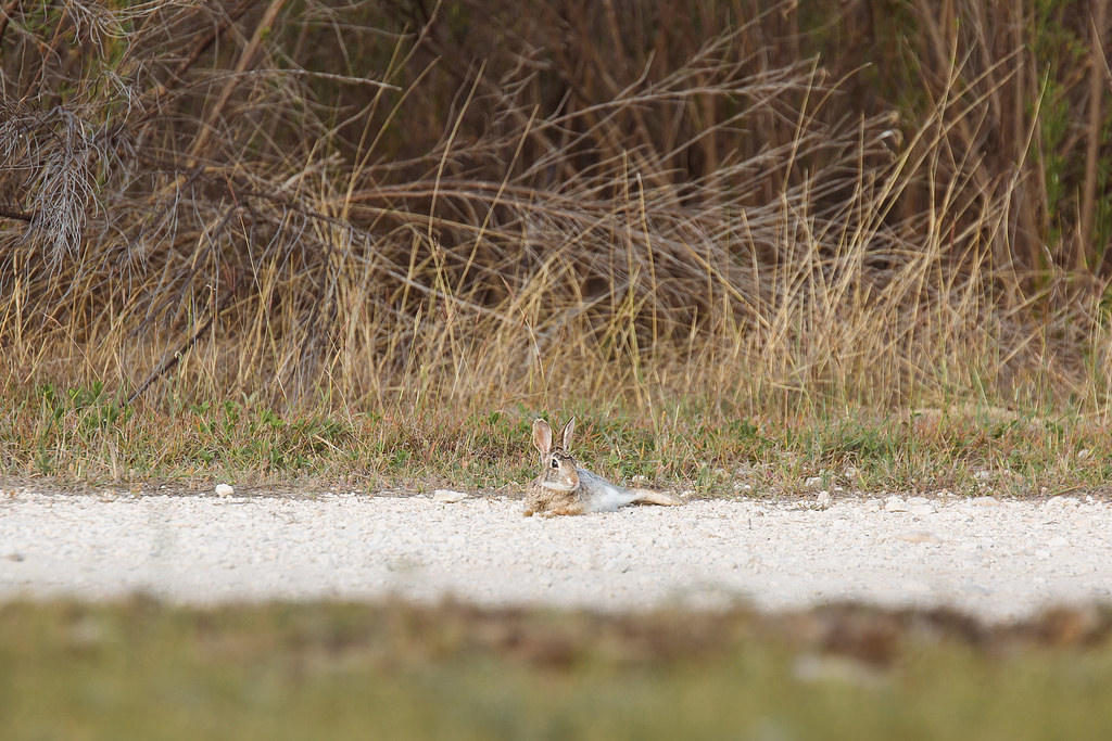 Cottontail resting
