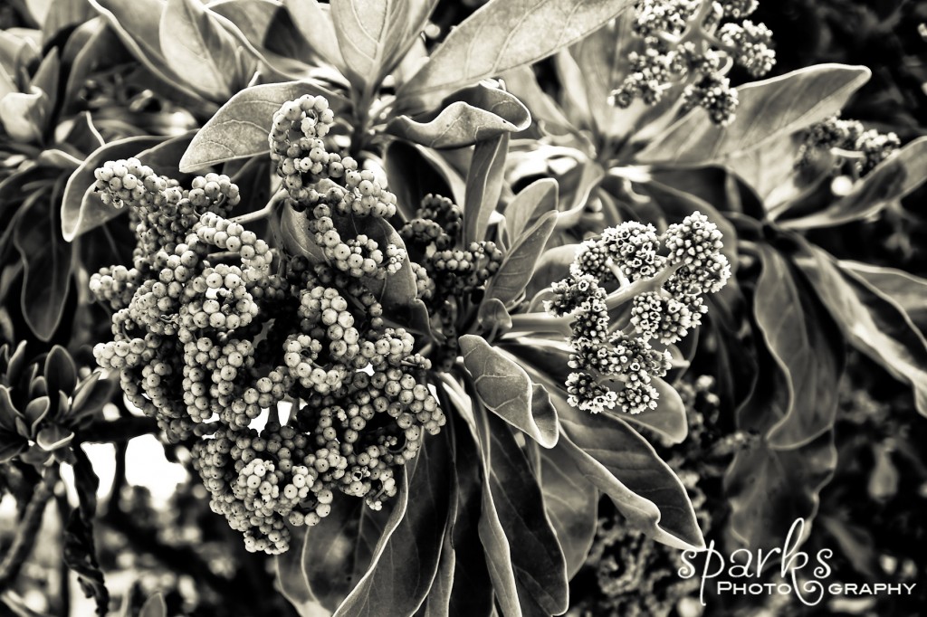 Black and white close-up of a flowering tree branch with clustered buds