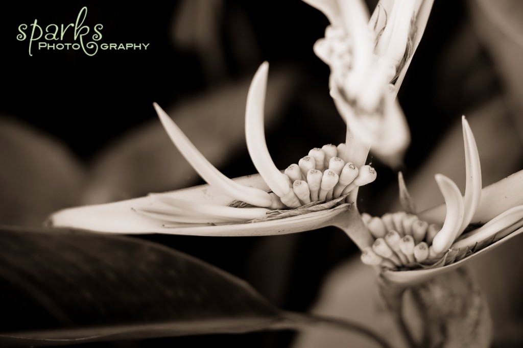 Sepia close-up of elegant white tropical flower petals