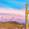 A saguaro cactus in arizona at sunset.