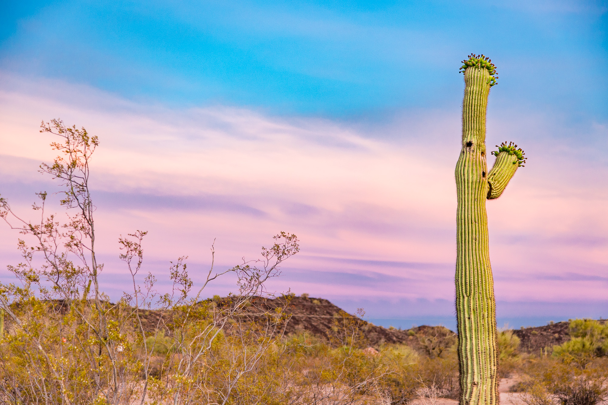 A saguaro cactus in arizona at sunset.