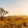 Joshua Tree National Park California