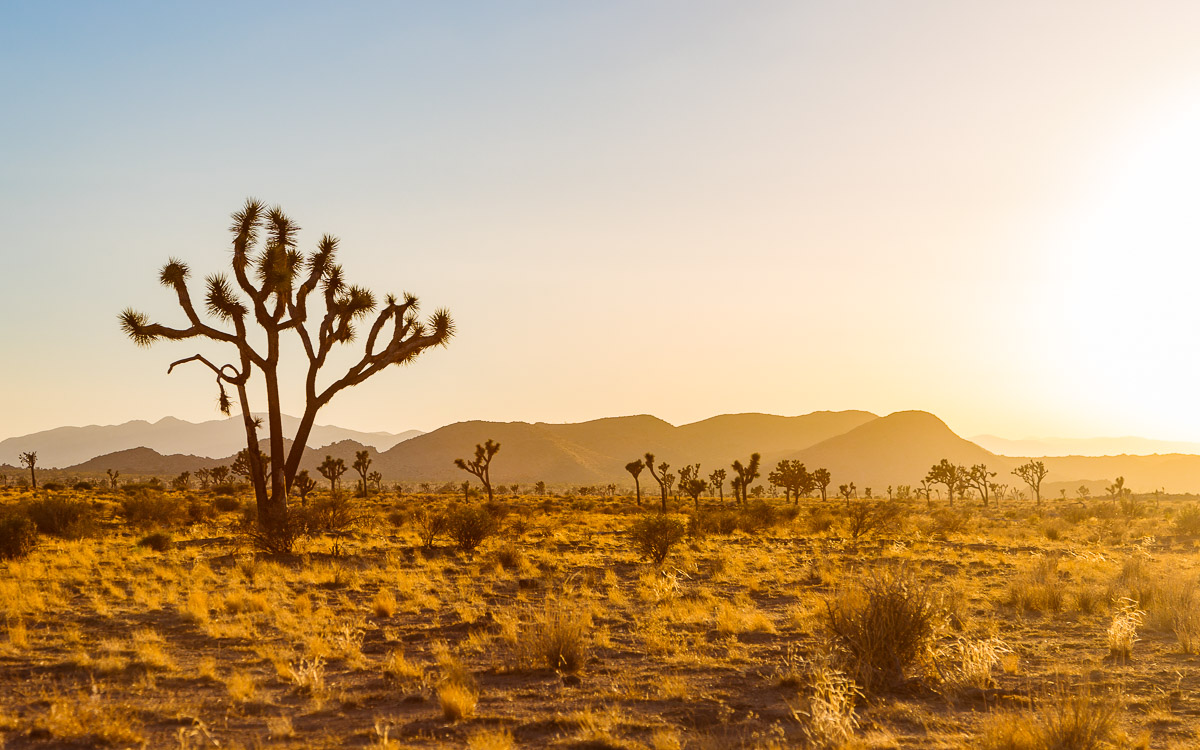 Joshua Tree National Park California