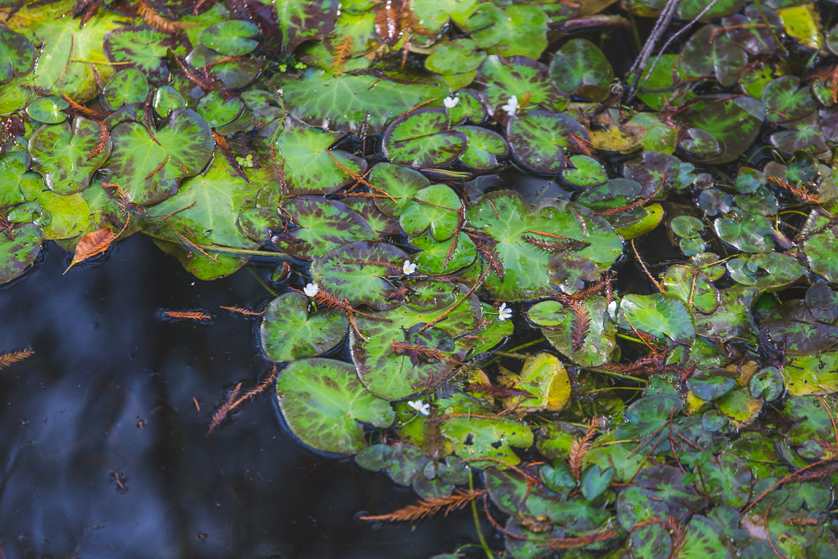 lily pads