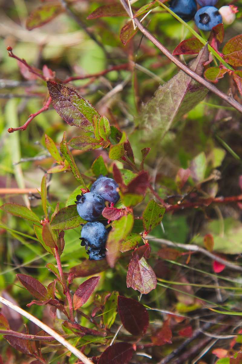 Blueberries