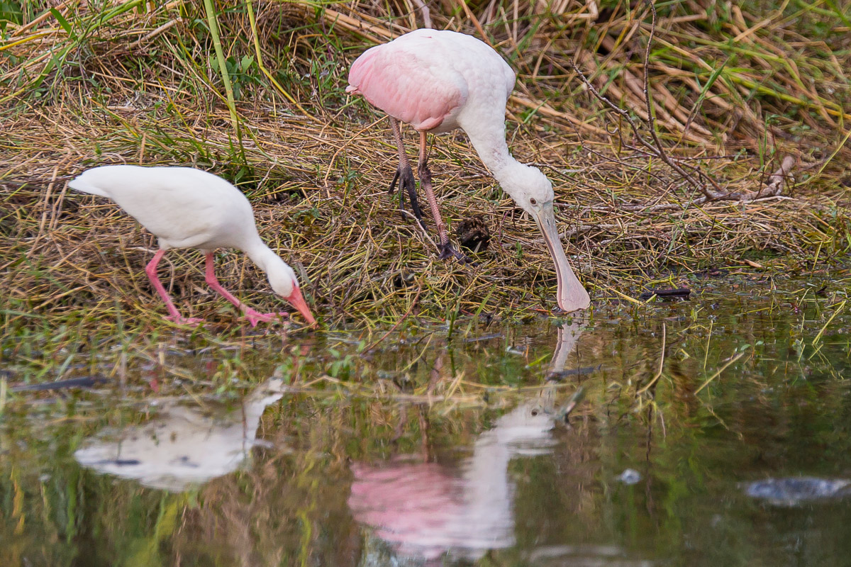 Spoonbill