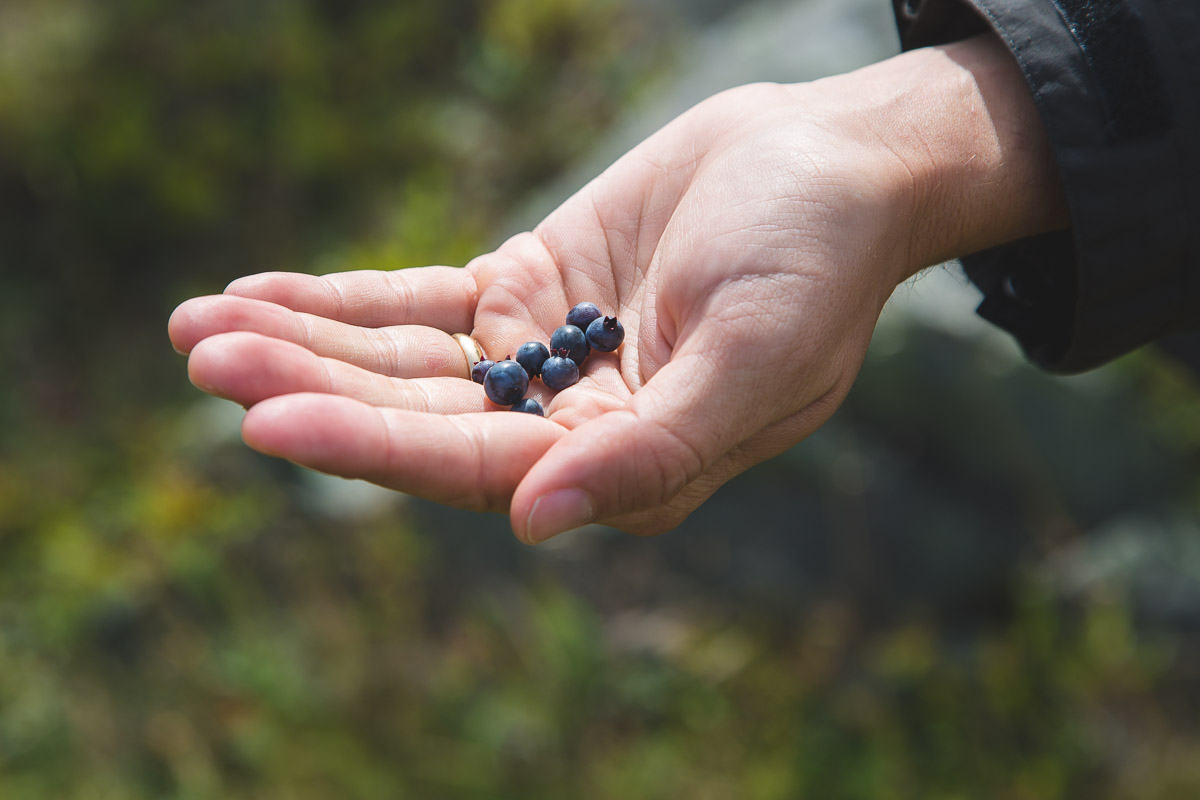 Blueberries