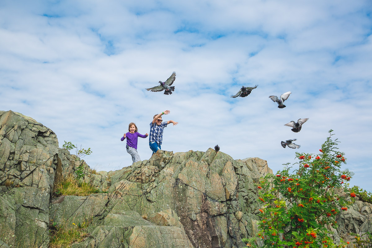 Pigeons fly