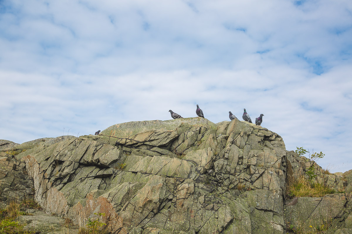 Pigeons