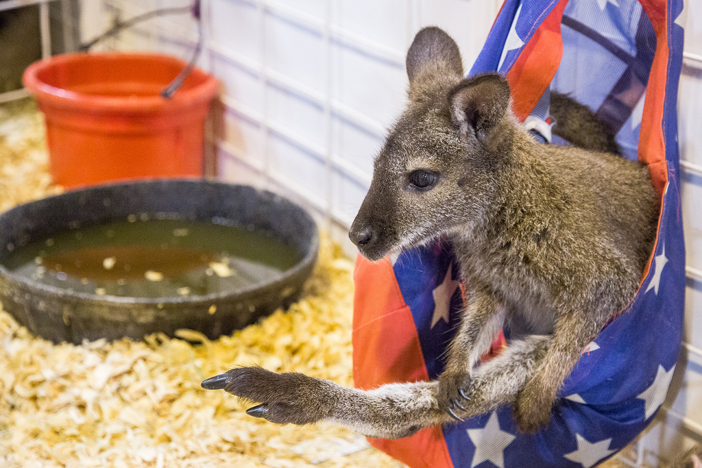 Wallaby joey