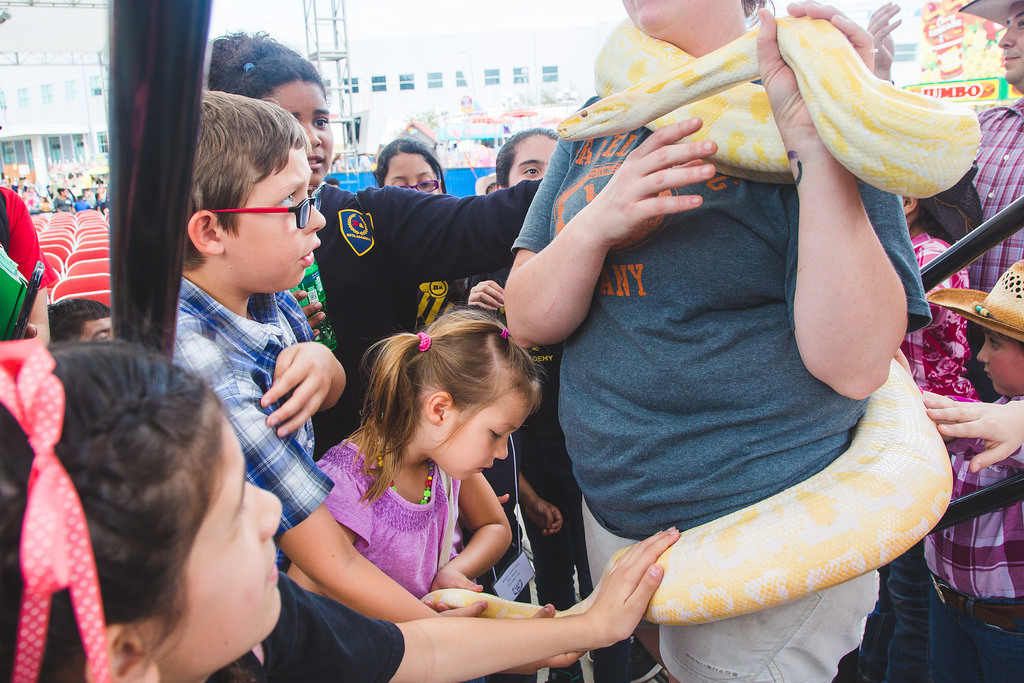 Albino python