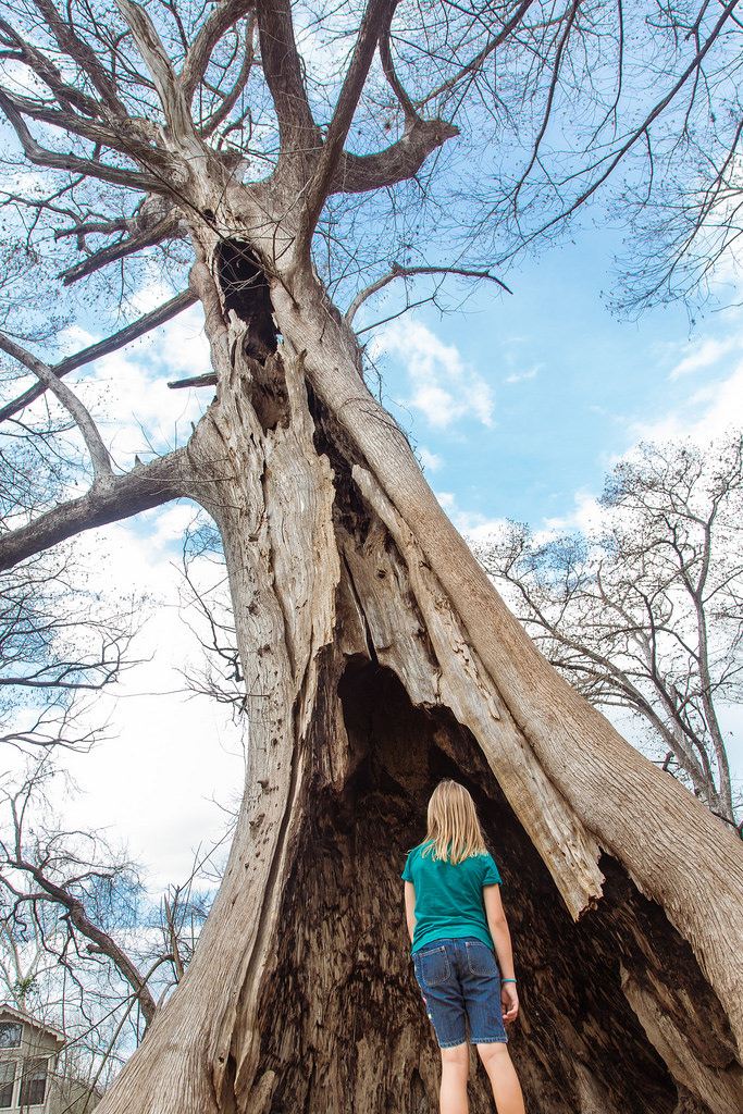 Cypress tree in Wimberly.