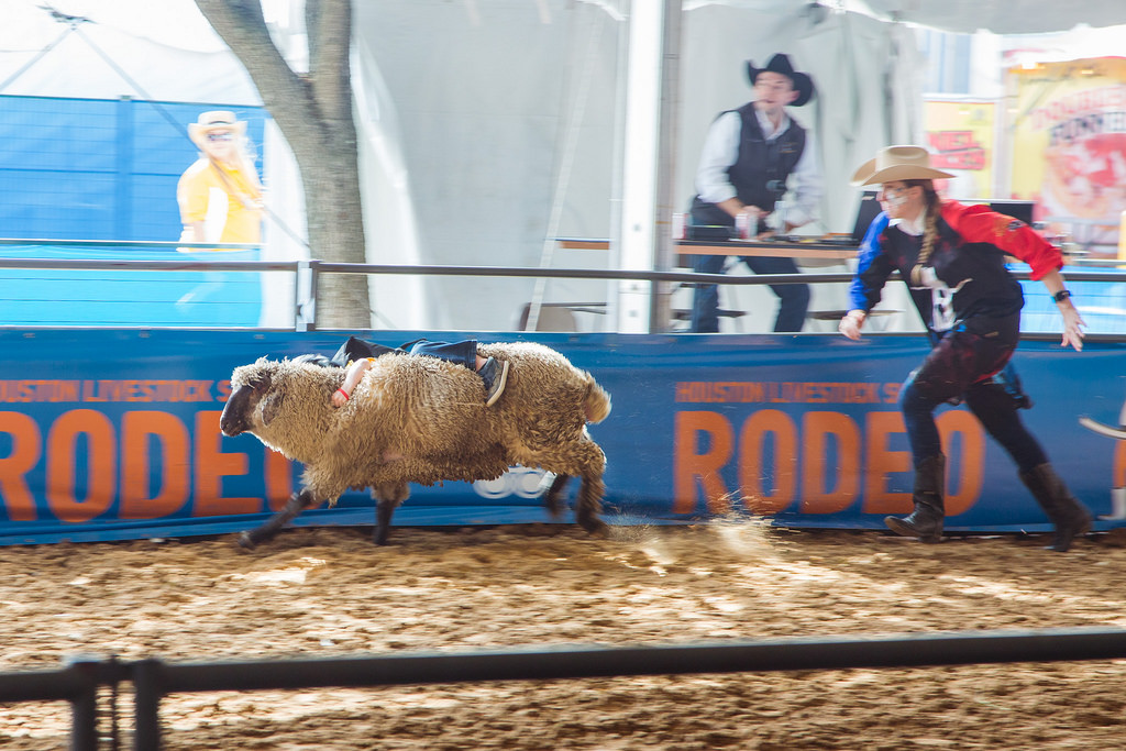 Mutton busting at the Houston Rodeo.