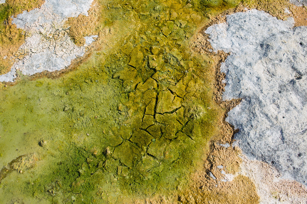 Algae along the Blanco River.