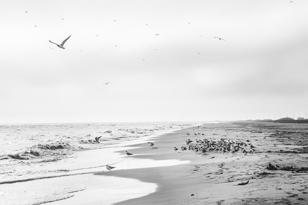 Gulls at Holly Beach, LA