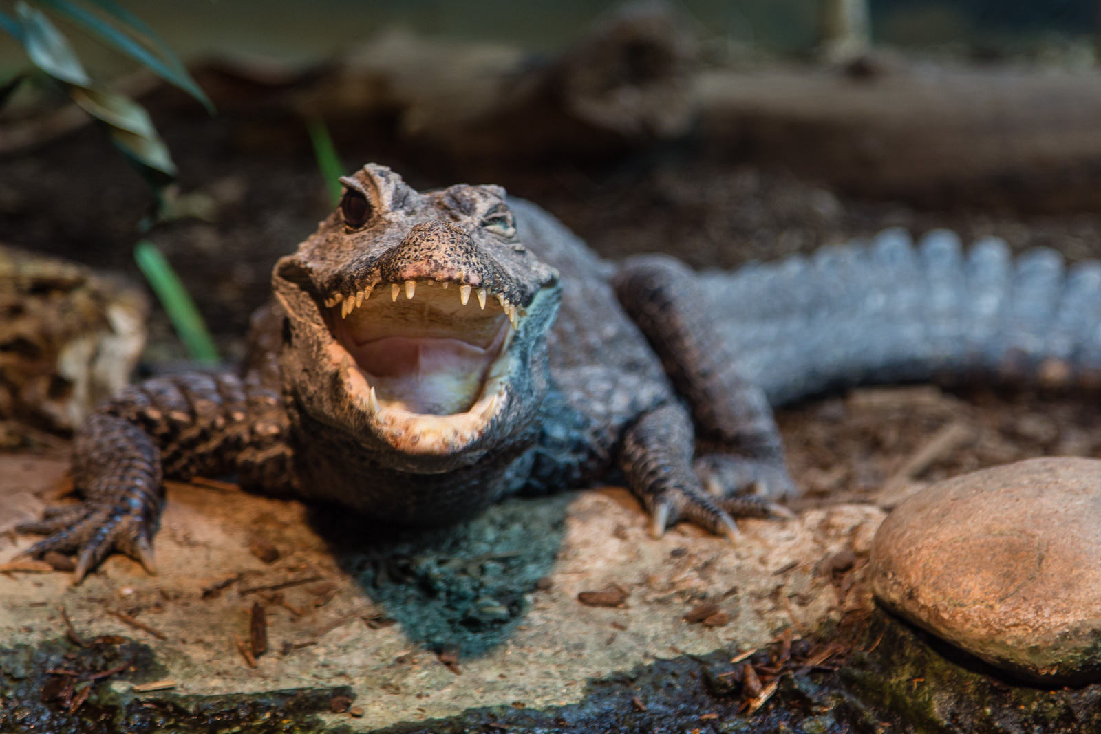 Winking Gator