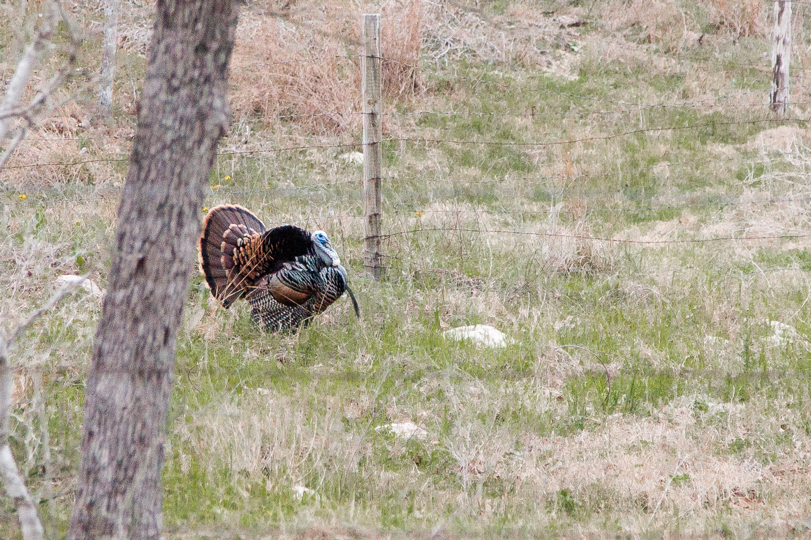 Floresville Turkey