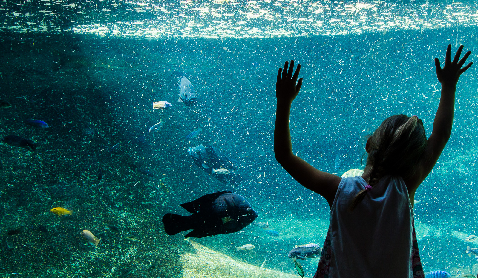 Fish at the San Antonio Zoo