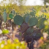 Del Rio Cactus in bloom