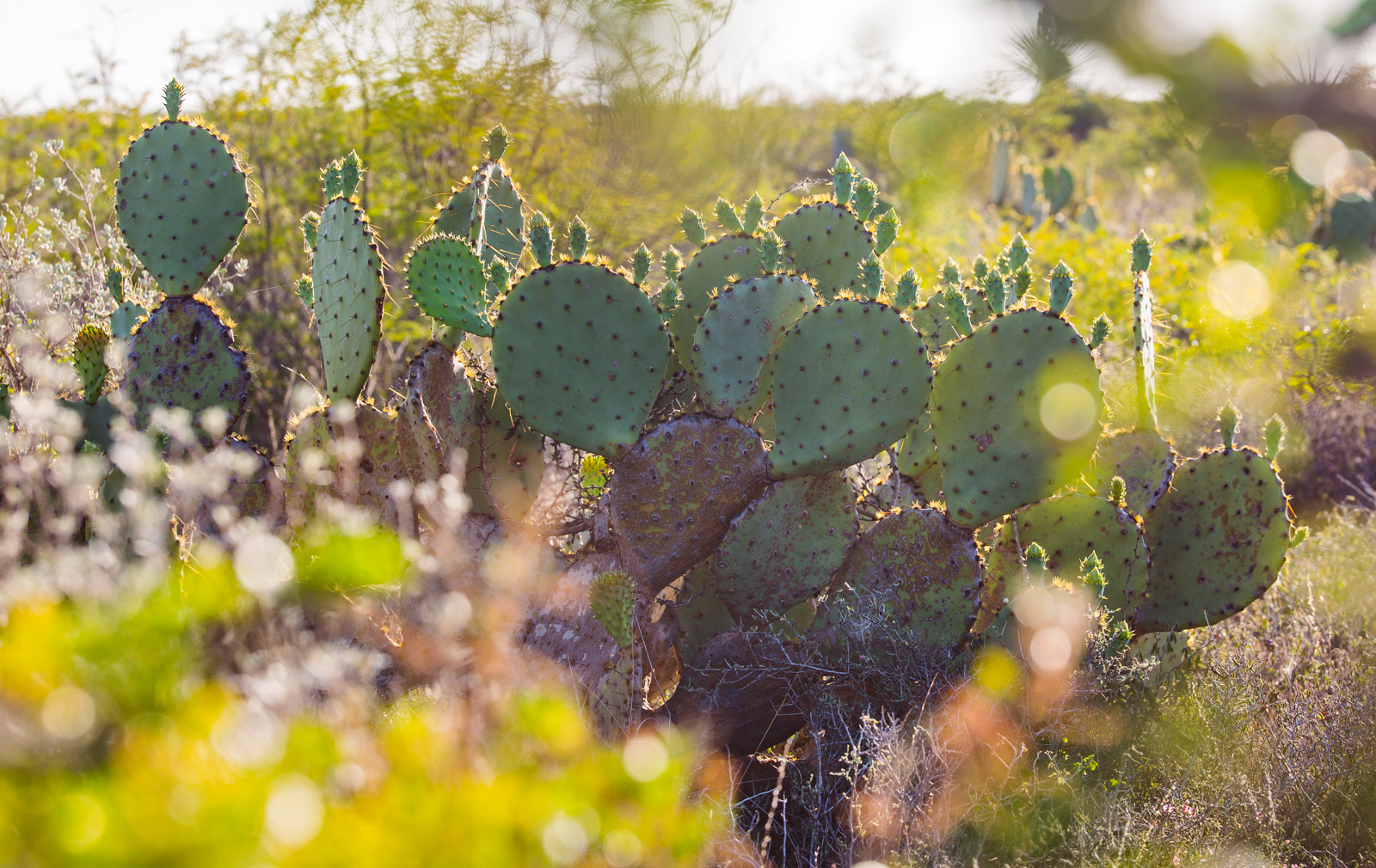 Del Rio Cactus in bloom