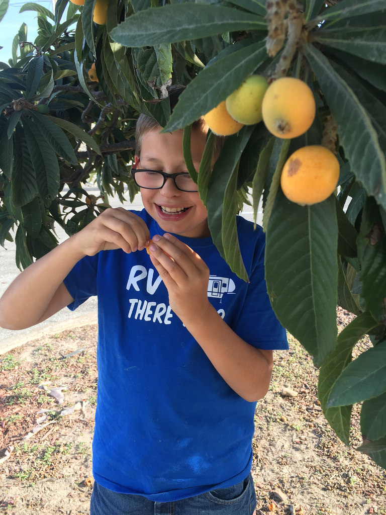 Parking lot loquats