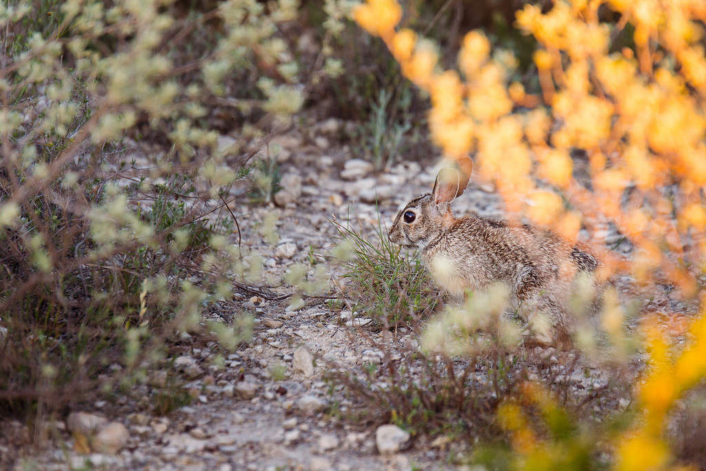 Cottontail