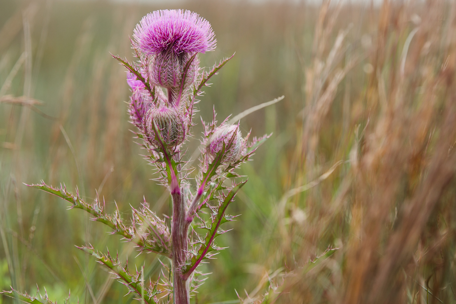 Padre Island Thistle