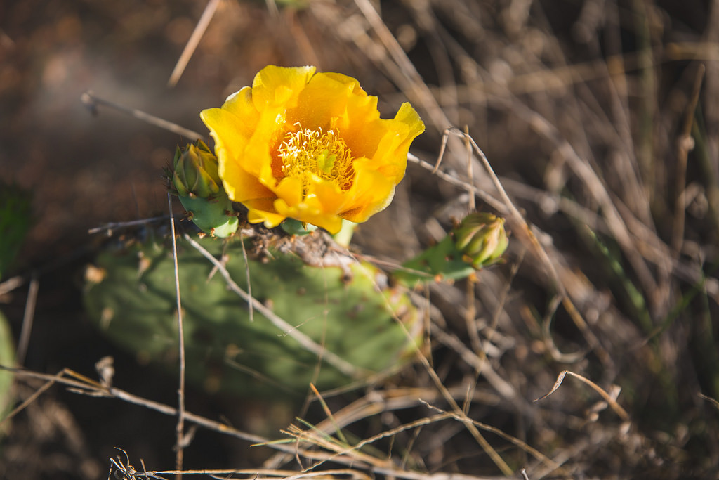 Cactus Flower