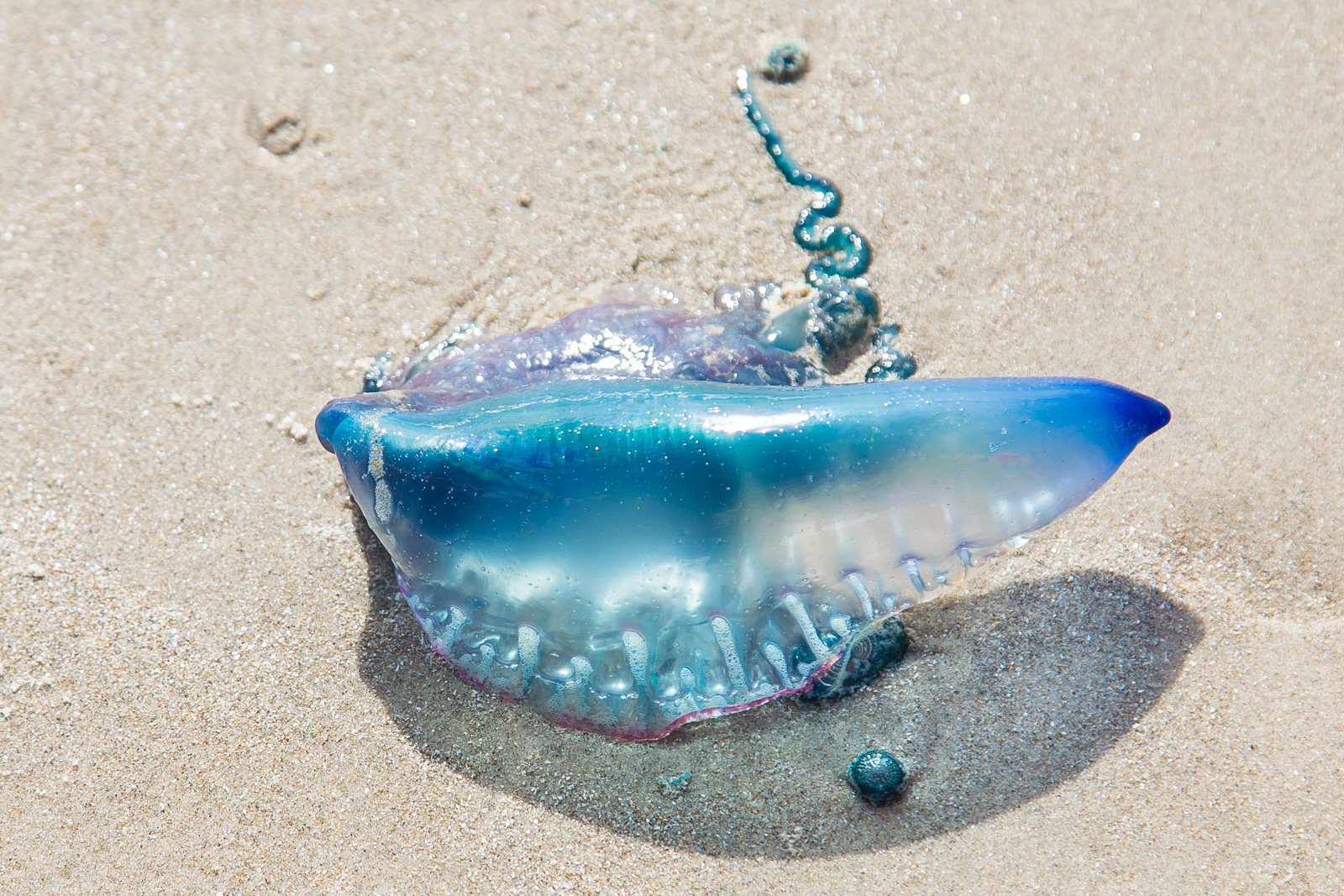 portuguese man o