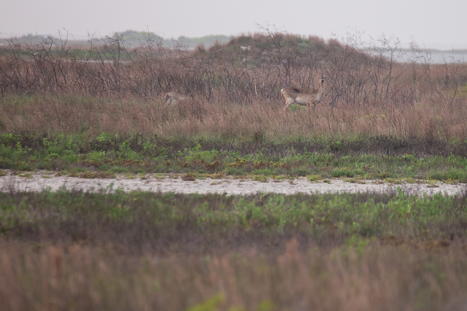 Bird Island Basin Deer