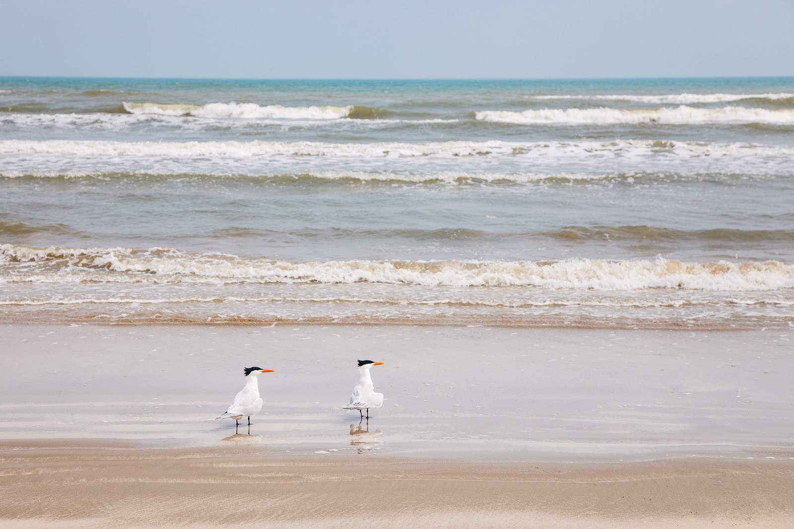 Royal Terns