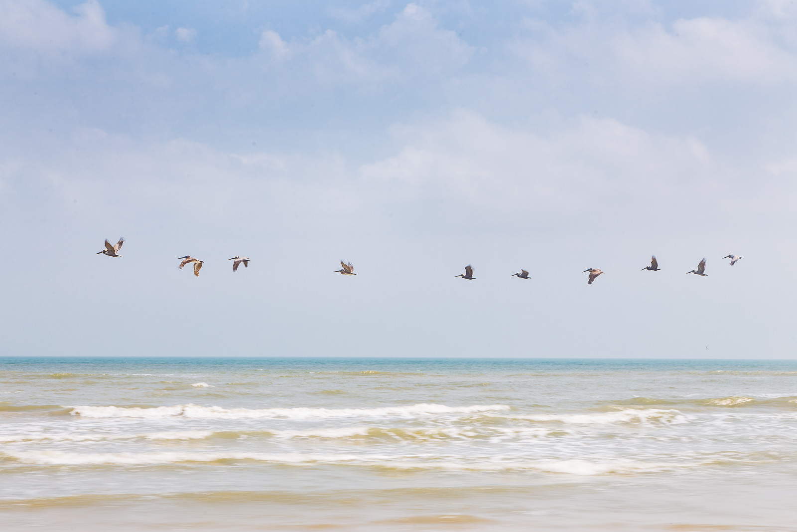 Pelicans at Padre Island