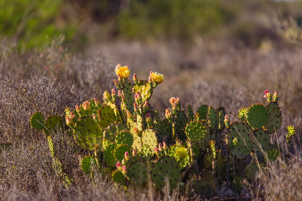 Cactus