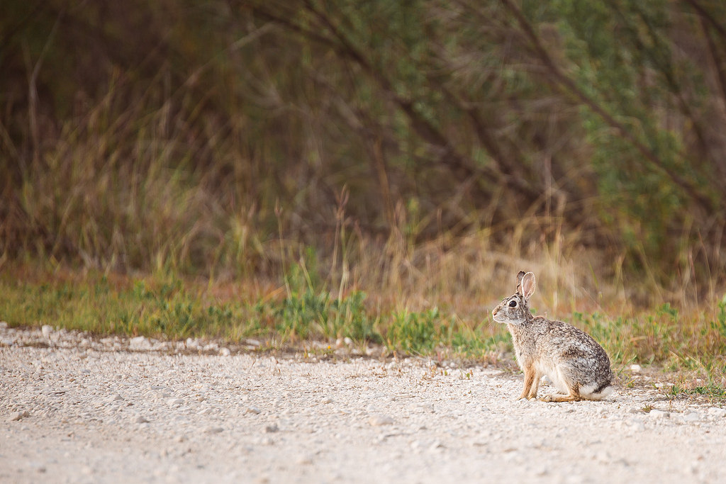 Cottontail