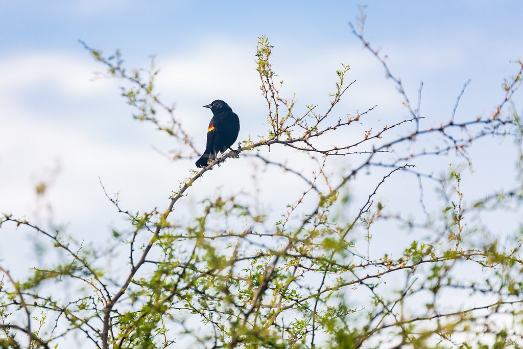 Red wing black bird