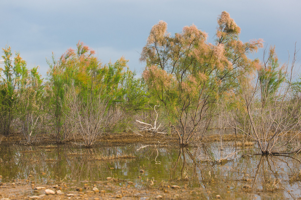 Amistad lake