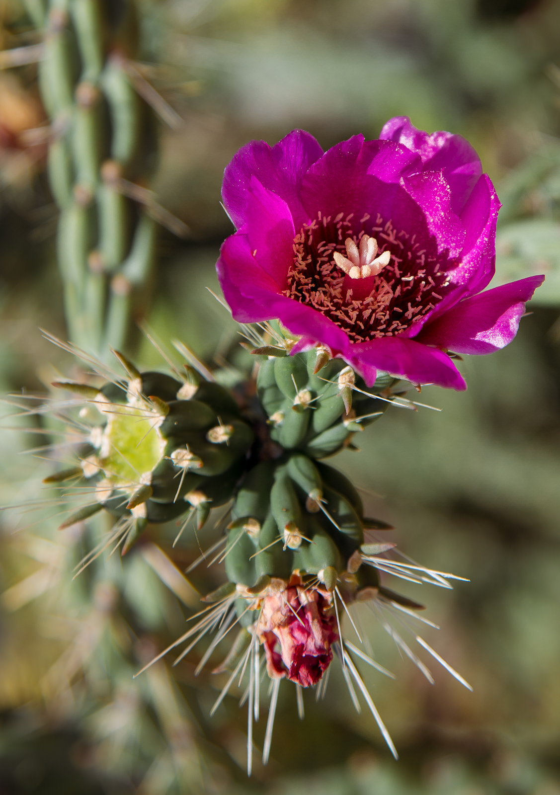 Tree Cholla Bloom