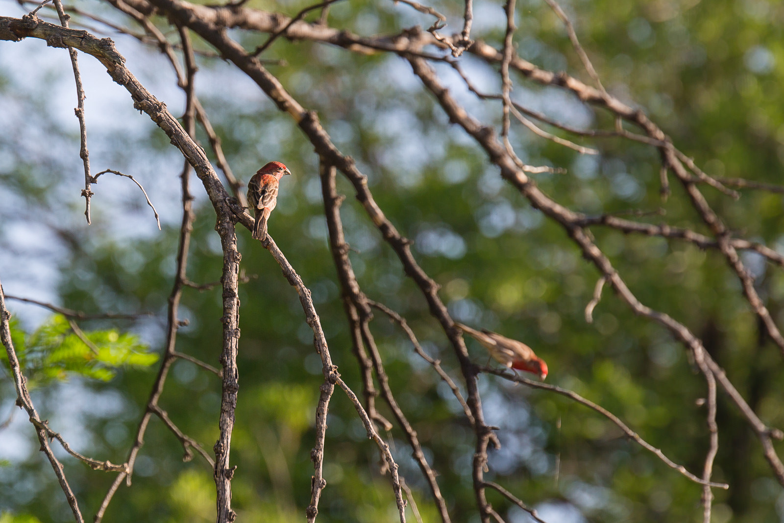 House finches in Big Bend