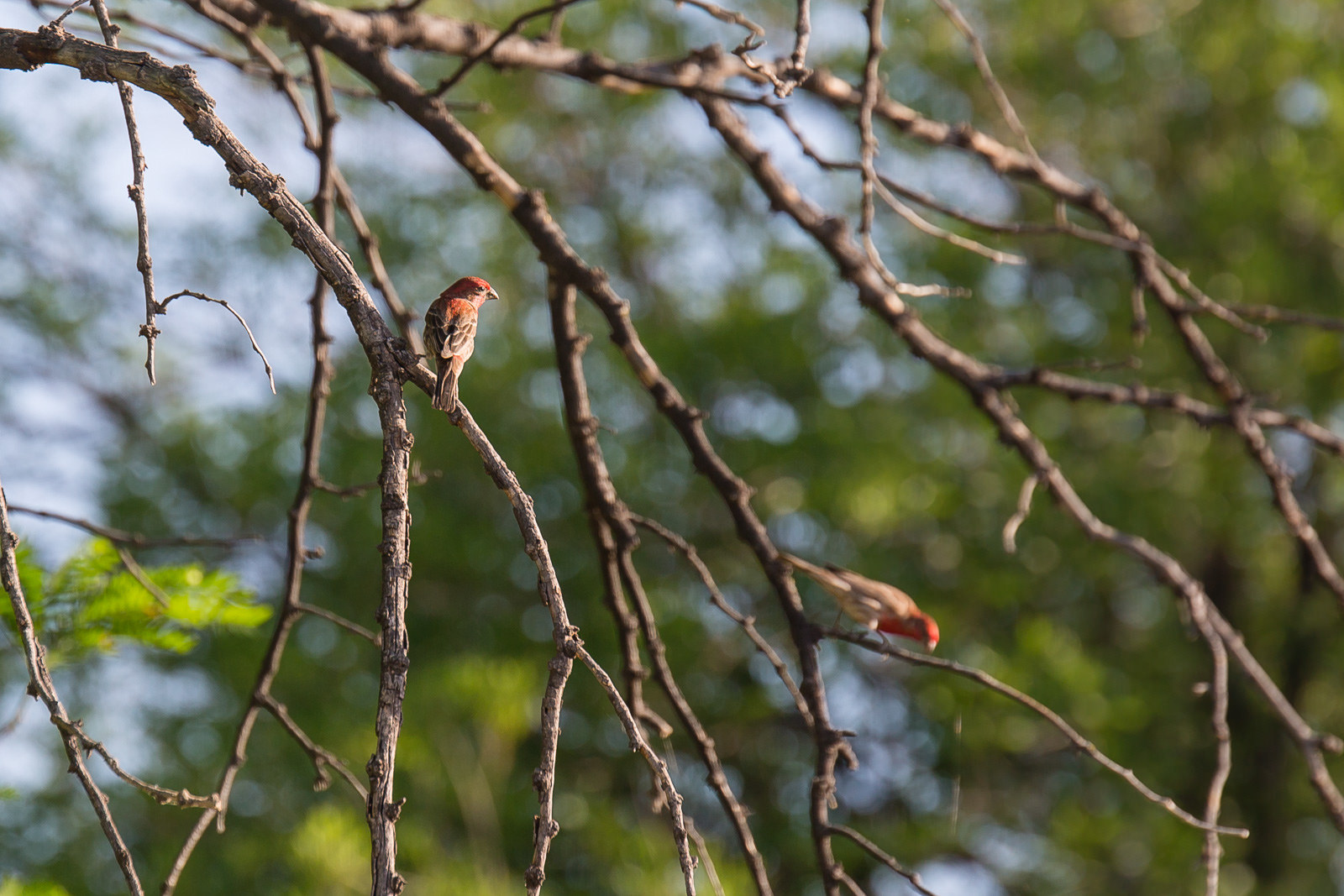 House finches in Big Bend