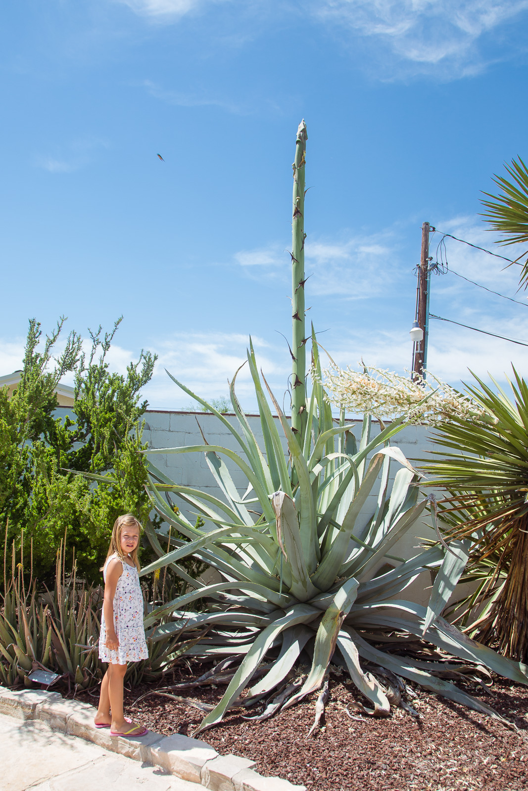 Blooming Agave