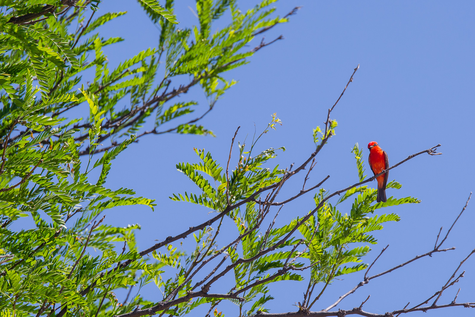 Vermillion Fly Catcher